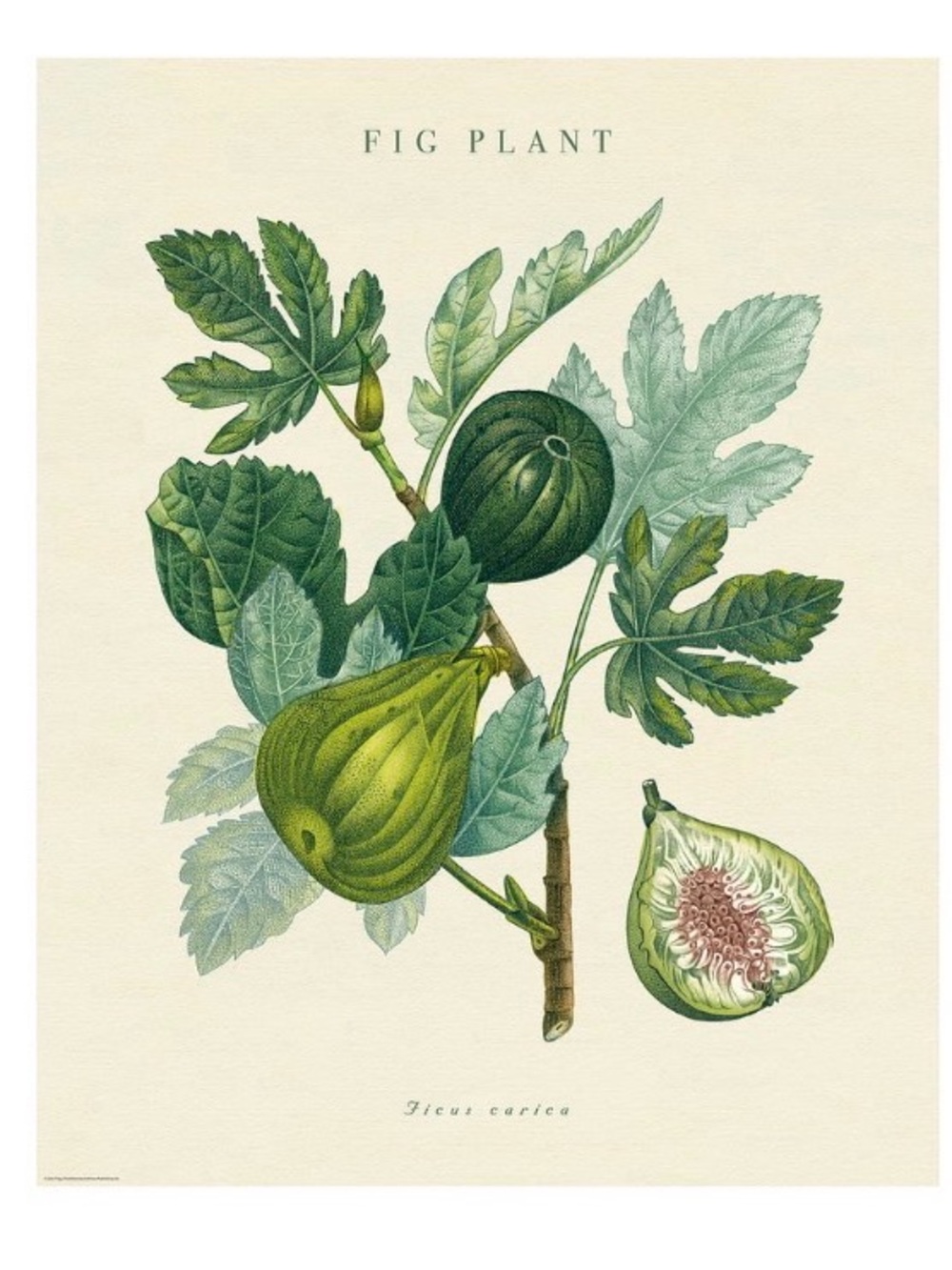 IKEA BILD Poster, fig plant, 16x20 " NWT